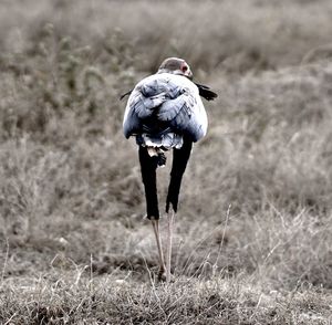 Rear view of bird on land with long legs