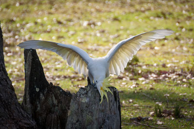 View of a bird flying