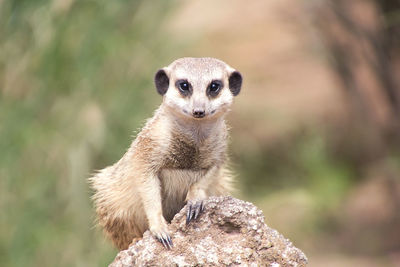 Close-up of meerkat