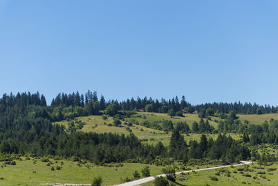 Scenic view of trees on field against clear blue sky