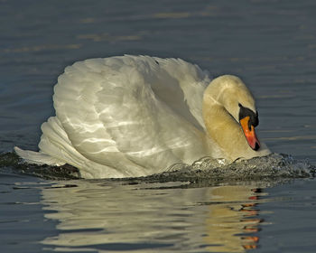 Swan swimming in a lake