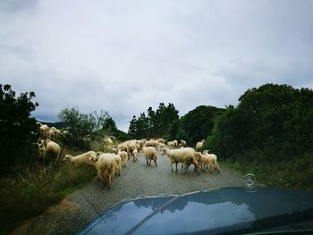 Sheep crossing road in countryside