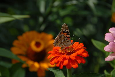 Close-up side view of butterfly on flower