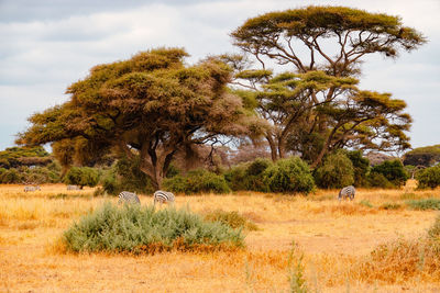 Trees on field against sky