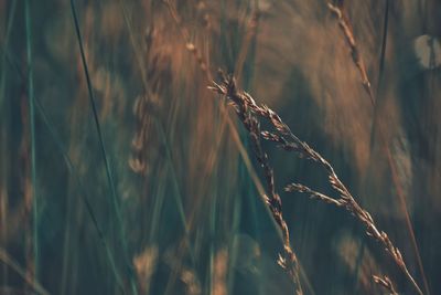 Close-up of wheat growing on field