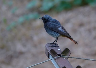 Close-up of bird perching on wood