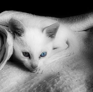 Close-up portrait of cat