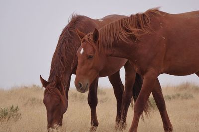 Horses in a field