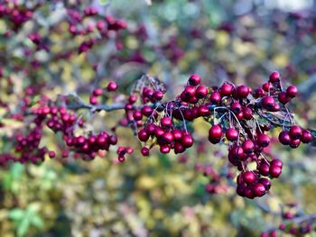 Close-up of berries growing on tree