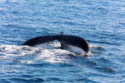 Humpback whale swimming in sea