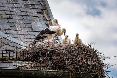 Low angle view of birds in nest against sky