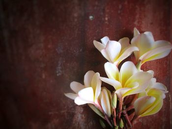 Close-up of white flower against wall