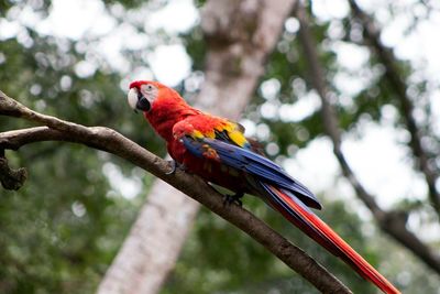 Low angle view of parrot perching on tree