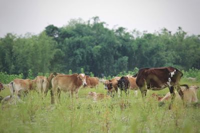 Cows standing in a field