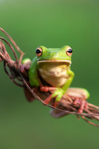 Close-up of frog on leaf