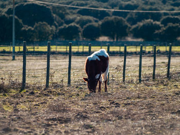 Horse standing in ranch