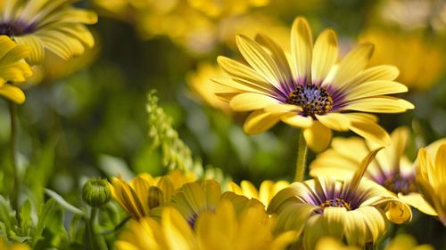 Close-up of yellow flowers