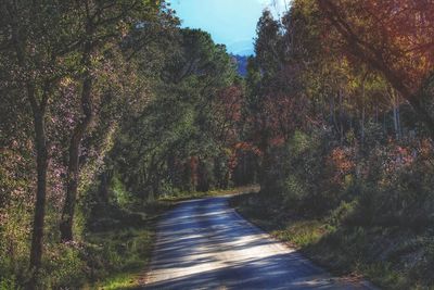 Road amidst trees in forest against sky