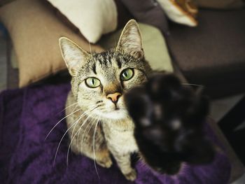 Close-up portrait of a cat