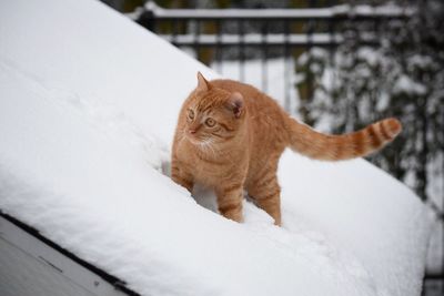 Close-up of ginger cat on snow