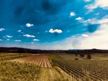 Scenic view of agricultural field against sky
