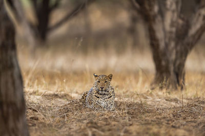 Portrait of leopard resting in forest