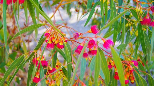 Close-up of pink flowers