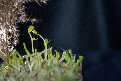 plant