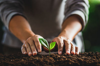 Close-up of hand holding small plant
