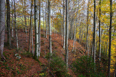 Trees in forest during autumn