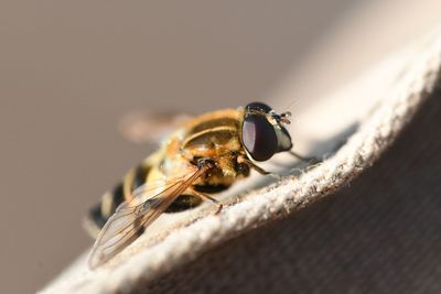 Close-up of bee