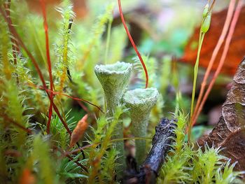 Close-up of plants growing on field