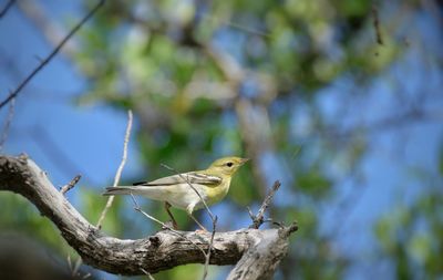 Bird perching on a tree