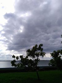 Tree by sea against sky