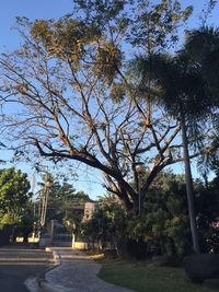 Trees against sky