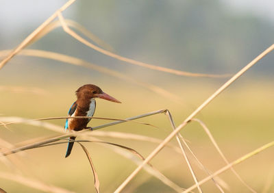 Close-up of bird perching on a plant