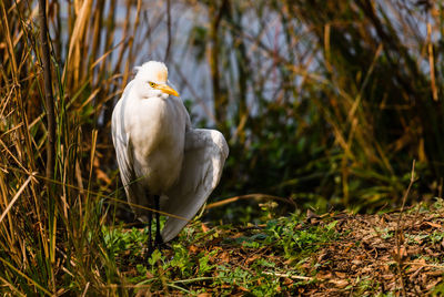 White bird perching on a field