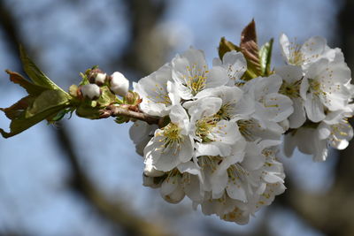 Close-up of cherry blossoms on tree