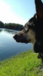 View of a dog in water