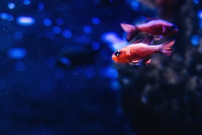 Fish swimming in sea