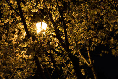 Close-up of flower tree at night