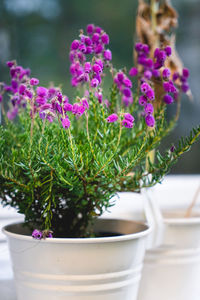 Close-up of purple flowering plants