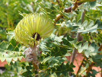 Close-up of flowering plant