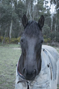 Close-up of a horse on field