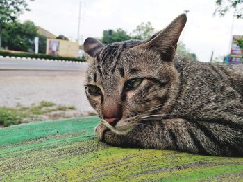 Close-up of a cat looking away