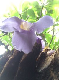 Close-up of flower plant