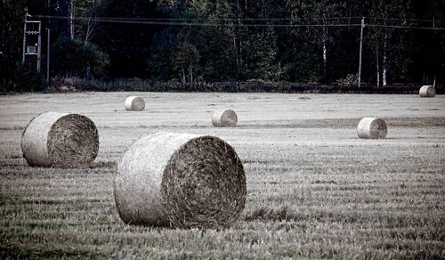 Hay bales on field