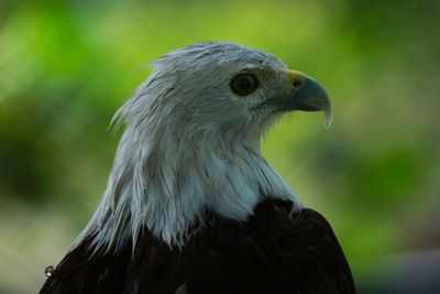 Sea eagle in the genus haliaeetus