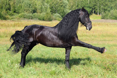 Side view of black horse on field