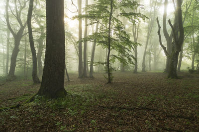 Trees in forest